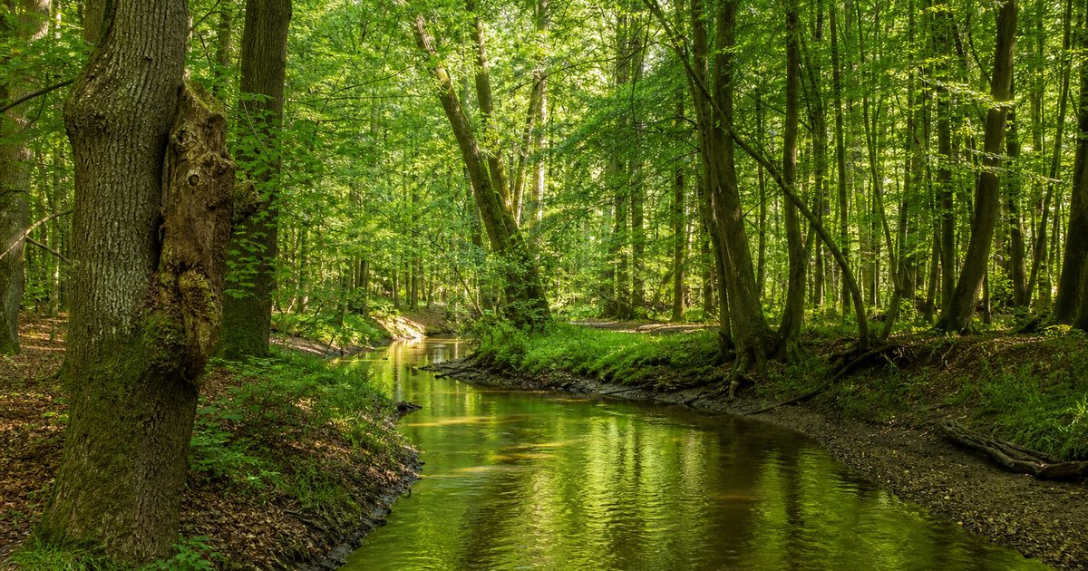 De Buurse en Bekendelle bij Winterswijk: hoe ontstond dit landschap en wat groeit er?
